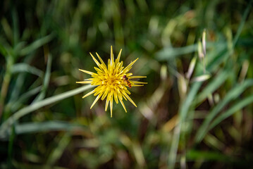 Campo de flores, plantas silvestres y amapolas	