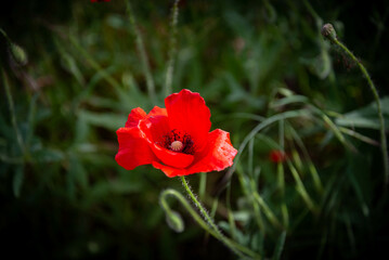 Campo de flores, plantas silvestres y amapolas	