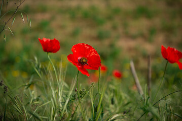 Campo de flores, plantas silvestres y amapolas	