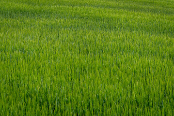 Campo de flores, plantas silvestres y amapolas	
