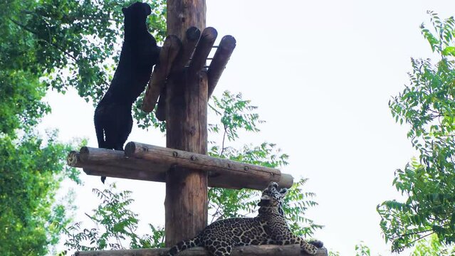 Black Panther Leopard Climbing Stakes Resting and Looking Around