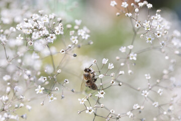 Abstract background bee on wild gypsophila flower