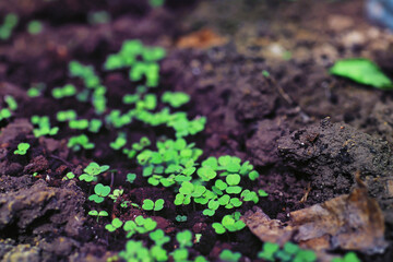 Greenery in a greenhouse. Fresh greens in the spring on the beds. Young sprouts of seedlings in the garden.