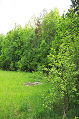 Spring nature background. Greenery of trees and grasses on a sunny spring morning. Forest landscape.