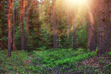 Pine forest. Trees in the forest. Fir branches with cones. Glare of the sun.