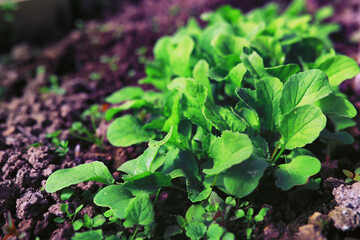 Greenery in a greenhouse. Fresh greens in the spring on the beds. Young sprouts of seedlings in the garden.