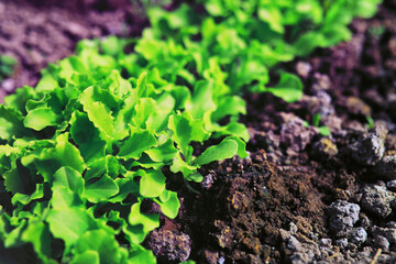 Greenery in a greenhouse. Fresh greens in the spring on the beds. Young sprouts of seedlings in the garden.