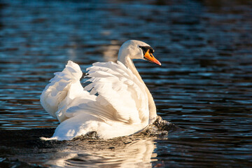Naklejka premium Mute swan swimming aggressively on a pond in London, UK