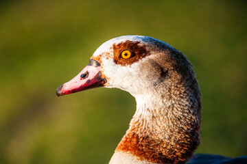 Egyptian Goose portrait taken in the early morning light in London