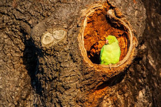 Ring-necked Parakeet on the edge of its nest in the warm morning sun in London