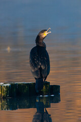 Common European Cormorant perched on a log after diving in a pond in London