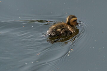baby of eastern spot billed duck in a pond