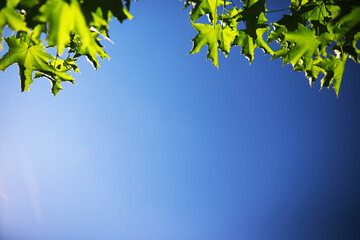 Spring nature background. Greenery of trees and grasses on a sunny spring morning. Forest landscape.