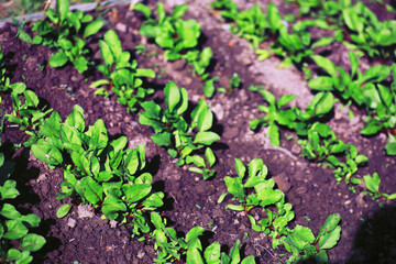 Greenery in a greenhouse. Fresh greens in the spring on the beds. Young sprouts of seedlings in the garden.