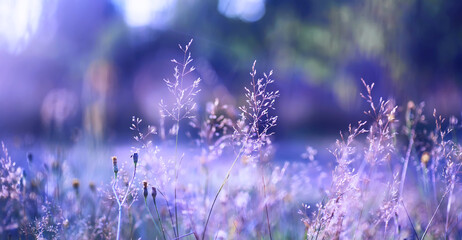 Plants and flowers macro. Detail of petals and leaves at sunset. Natural nature background.