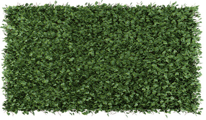 Green tree wall fence background.3D rendering