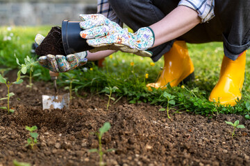 Female gardener planting flowers in her flowerbed. Gardening concept. Garden landscaping small business owner. Planting snapdragon seedlings.