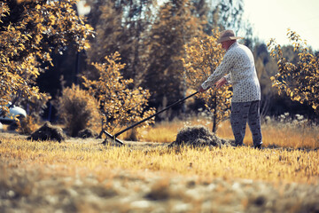 A man is raking the cut grass. Autumn harvest of cereals. Grandpa takes care of the lawn of a country house.