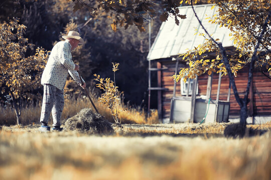 A man is raking the cut grass. Autumn harvest of cereals. Grandpa takes care of the lawn of a country house.