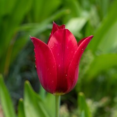 Naklejka premium red tulip with drops