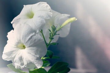 Fototapeta na wymiar White petunia flower. Beautiful floral background.