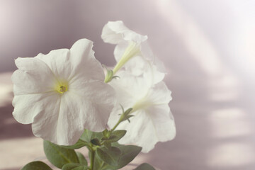 Obraz na płótnie Canvas White petunia flower. Beautiful floral background.