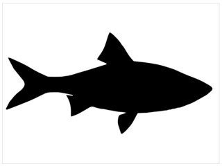 Fish icon vector image,Salmon silhouette vector image


