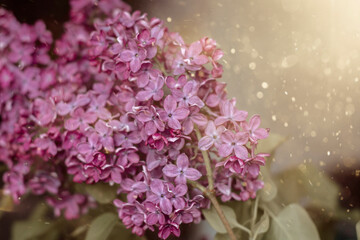 Lilac purple close-up. Floral background.