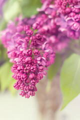 Lilac purple close-up. Floral background.