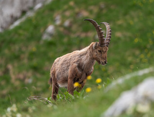 Alpine ibex in the mountains in the morning