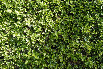 Fototapeta na wymiar Natural background of green leaves. Grass wall texture and background, nature, green background. Green nature wallpaper, floral abstract.