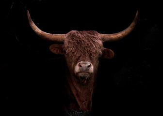 Portrait of a Scottish Highland Cow bull