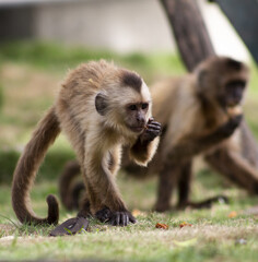 Mono joven en naturaleza 
