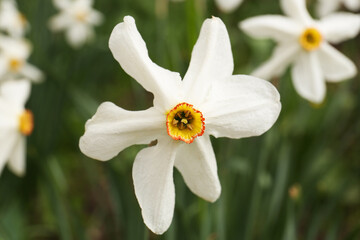 Beautiful blooming daffodil on blurred background, closeup