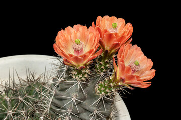 Potted Echinocereus triglochidiatus claret cup hedgehog cactus with three brilliant orange flowers...
