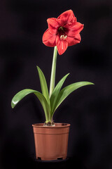 potted hippeastrum amaryllis bulb plant with one giant dazzling red flower high above strap shaped leaves on a black background