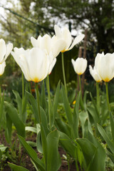 Beautiful white tulips outdoors on spring day, closeup
