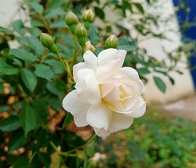 As the white rose can also indicate honor and reverence and often a feeling of spirituality the white rose is often seen in sympathy arrangements at funerals. 