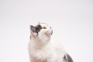 cute  white gray tabby cat on isolate background.copy space.