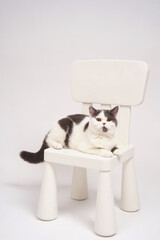 cute  white gray tabby cat sit over chair on isolate background.