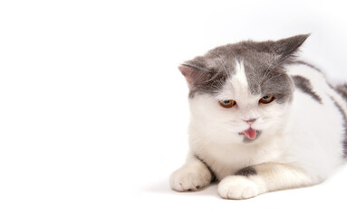 cute  tired white gray tabby cat on isolate background.