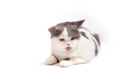 cute  tired white gray tabby cat on isolate background.