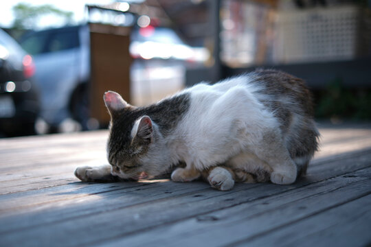 猫 野良猫 かわいい 人懐っこい の画像 66 件の Stock 写真 ベクターおよびビデオ Adobe Stock