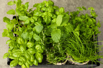 Different aromatic potted herbs in crate, above view