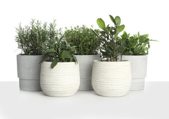 Pots with thyme, bay, sage, mint and rosemary on white background