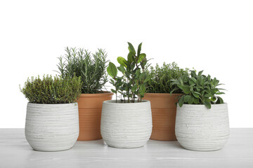 Pots with thyme, bay, sage and rosemary on table against white background