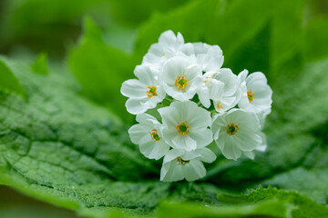 サンカヨウ（山荷葉）　撮影地：高山市奥飛騨温泉郷平湯
