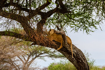 Young lioness (Panthera leo) lying on a tree at Tarangire national park, Tanzania. Wildlife photo
