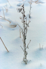 January 03, 2011. Icy dry grass after an icy rain