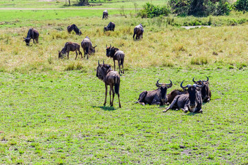 Wildebeests (Connochaetes) at the Serengeti national park, Tanzania. Great migration. Wildlife photo
